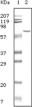 BSA Antibody [2A3E6]