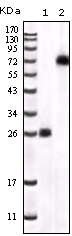 BTK Antibody [7F12H4]