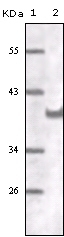 CD31 Antibody [2F7B2]