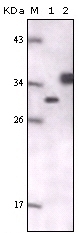 GFP Antibody [4B10B2]