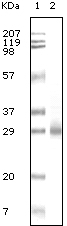 GST Antibody [6G9B9]