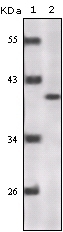 P16 Antibody [5A8A4 / 3G8D12]