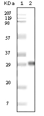 NPM1 Antibody [7H10B9]