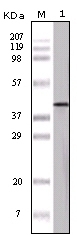OVA Antibody [3G2E1D9]