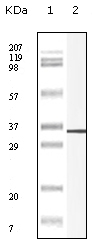 P11 Antibody [4E7E10]