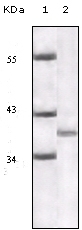 P16 Antibody [2D9A12]