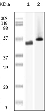 PTK6 Antibody [2H12B8]