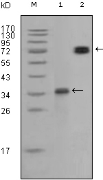 RET Antibody [8D10C9]