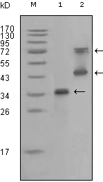 RET Antibody [6E4C4]