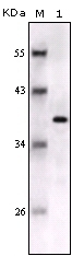S100B Antibody [9A11B9]