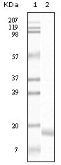 SNCA Antibody [2B2D1 / 2B2A11]