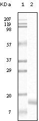 SNCG Antibody [1H10D2]