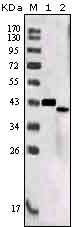 SORL1 Antibody [7D7B11]