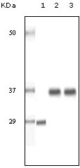 SRA Antibody [1D4H8]