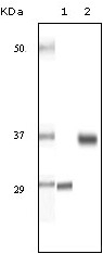 SRA Antibody [7H1G1]