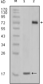 STYK1 Antibody [2H2F10]