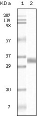 TGFbeta1 Antibody [4F9C10]
