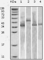 Thioredoxin Antibody [1H6H6]