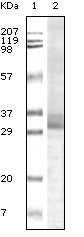 Trim5a Antibody [3B11H2]