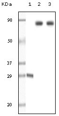 ZAP70 Antibody [3D2A4]