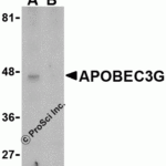 Western blot analysis of APOBEC3G expression in Caco-2 cell lysate in the (A), absence and (B) presence of blocking peptide (3257P) with APOBEC3G antibody at 5 μg/mL.