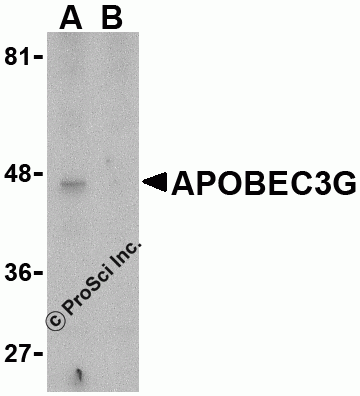 APOBEC3G Peptide