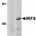 Western blot analysis of IRF8 in human thymus tissue lysate with IRF8 antibody at 1μg/mL in (A) the presence and (B) absence of blocking peptide (3401P).