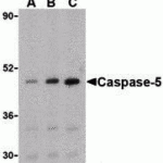 Western blot analysis of Caspase-8 in HT-29 cell lysate with Caspase-8 antibody (IN) at 1 μg/mL in (A) the presence or (B) the absence of blocking peptide (3475P).