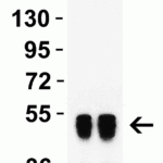<strong>Figure 1 Western Blot Validation with Human Recombinant Protein</strong><br> Loading: 50 ng per lane of human nucleocapsid recombinant protein. Antibodies: SARS-CoV-2 nucleocapsid, 35-579, 1h incubation at RT in 5% NFDM/TBST. Secondary: Goat anti-mouse IgG HRP conjugate at 1:5000 dilution. Lane 1: 0.5 μg/mL Lane 2: 1 μg/mL