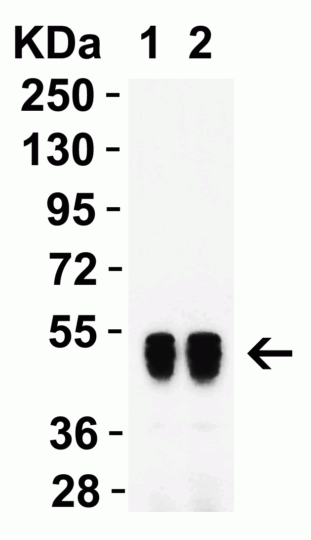 SARS-CoV-2 (COVID-19) Nucleoprotein Antibody [3851]