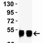<strong>Figure 1 Western Blot Validation with Human Recombinant Protein</strong><br> Loading: 50 ng per lane of human nucleocapsid recombinant protein. Antibodies: SARS-CoV-2 nucleocapsid, 35-580, 1h incubation at RT in 5% NFDM/TBST. Secondary: Goat anti-mouse IgG HRP conjugate at 1:5000 dilution. Lane 1: 1 μg/mL Lane 2: 2 μg/mL