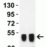<strong>Figure 1 Western Blot Validation with Human Recombinant Protein</strong><br> Loading: 50 ng per lane of human nucleocapsid recombinant protein. Antibodies: SARS-CoV-2 nucleocapsid, 35-710, 1h incubation at RT in 5% NFDM/TBST. Secondary: Goat anti-mouse IgG HRP conjugate at 1:5000 dilution. Lane 1: 0.5 μg/mL Lane 2: 1 μg/mL