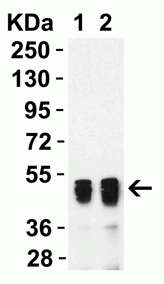 SARS-CoV-2 (COVID-19) Nucleoprotein Antibody [3862]