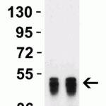 <strong>Figure 1 Western Blot Validation with Human Recombinant Protein</strong><br> Loading: 50 ng per lane of human nucleocapsid recombinant protein. Antibodies: SARS-CoV-2 nucleocapsid, 35-711, 1h incubation at RT in 5% NFDM/TBST. Secondary: Goat anti-mouse IgG HRP conjugate at 1:5000 dilution. Lane 1: 0.5  μg/mL Lane 2: 1  μg/mL