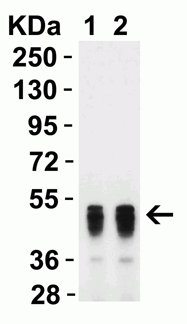 SARS-CoV-2 (COVID-19) Nucleoprotein Antibody [3863]