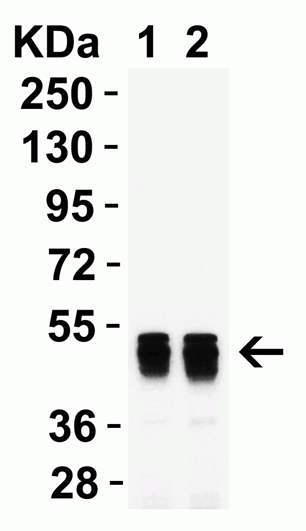 SARS-CoV-2 (COVID-19) Nucleoprotein Antibody [3864]