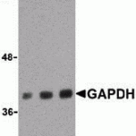Western blot analysis of LKB1 in PC-3 cell lysate with LKB1 antibody at 1 μg/mL in the (A) absence or (B) presence of blocking peptide.