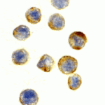 Immunohistochemical staining of GAPDH in HeLa cells at a dilution of 10 μg/mL.