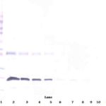 To detect h4-1BB Receptor by Western Blot analysis this antibody can be used at a concentration of 0.1 - 0.2 ug/ml. Used in conjunction with compatible secondary reagents the detection limit for recombinant h4-1BB Receptor is 1.5 - 3.0 ng/lane, under either reducing or non-reducing conditions.
