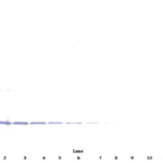 To detect h4-1BB Receptor by Western Blot analysis this antibody can be used at a concentration of 0.1 - 0.2 ug/ml. Used in conjunction with compatible secondary reagents the detection limit for recombinant h4-1BB Receptor is 1.5 - 3.0 ng/lane, under either reducing or non-reducing conditions.