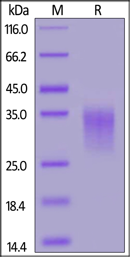 4-1BB / TNFRSF9 Recombinant Protein