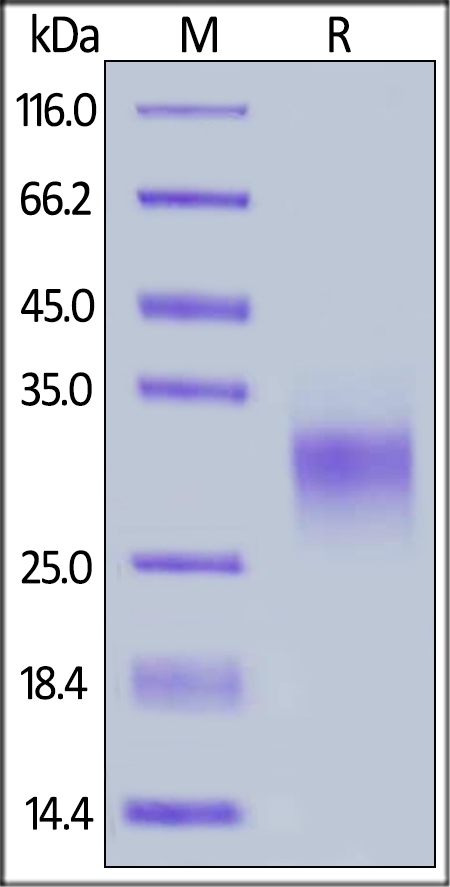 4-1BB / TNFRSF9 Recombinant Protein