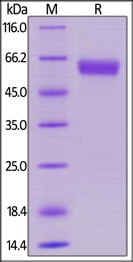 4-1BB / TNFRSF9 Recombinant Protein