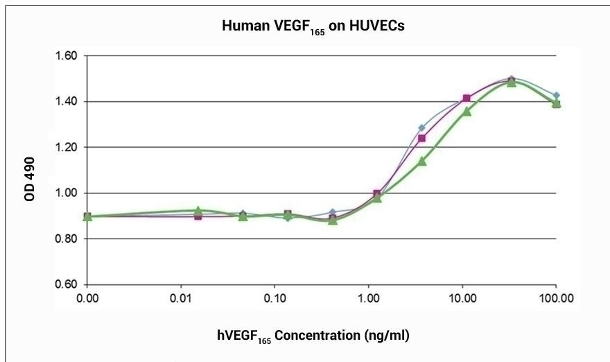 VEGF165 Recombinant Protein