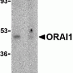 Western blot analysis of ORAI1 in human ovary tissue lysate with ORAI1 antibody at 1 μg/mL in the (A) absence or (B) presence of blocking peptide.