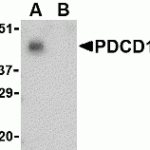 Western blot analysis of PD-1 in THP-1 cell lysate with PD-1 antibody at 1 μg/mL in the (A) absence and (B) presence of blocking peptide.