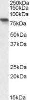 TCP1 Antibody