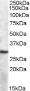 APOL6 Antibody