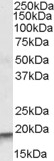 BAT3 Antibody