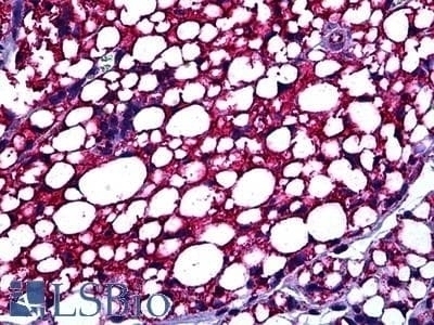 Tspo Antibody